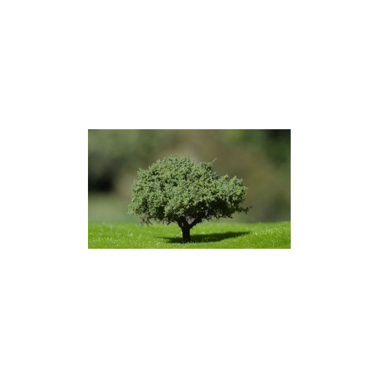 Freon KRZ - Krzewy średnie 6-8cm