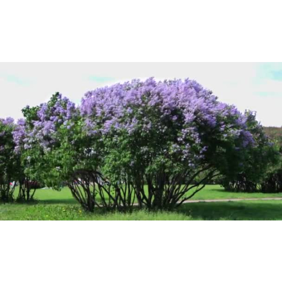Freon BZY - Krzewy Kwitnące Bzy , wysokość 2-4 cm 10szt.